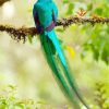 Long Tailed Quetzal paint by number