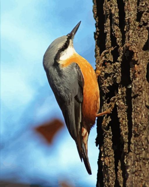 Nuthatch Cute Bird paint by numbers