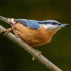 Nuthatch Cute Bird paint by numbers