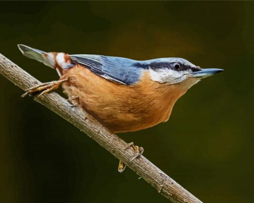 Nuthatch Cute Bird paint by numbers