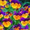 Orange And Purple Pansies paint by number