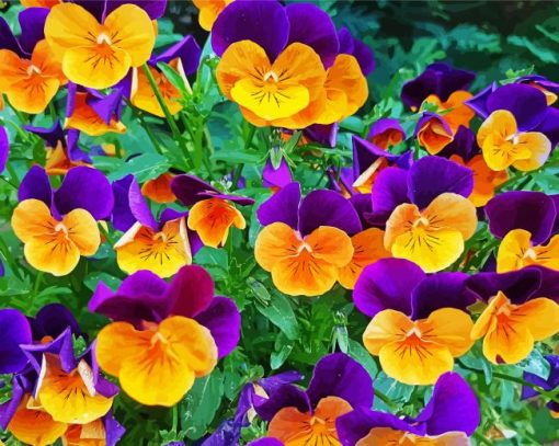 Orange And Purple Pansies paint by number