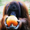 Orangutan Eating Pumpkins paint by number