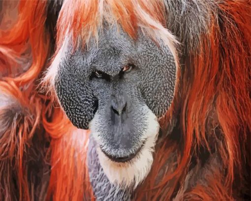 Orangutan Monkey Animal paint by numbers