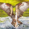 Osprey Bird Hunting paint by number