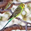 Parakeet Budgerigar paint by number