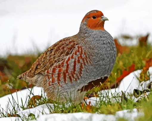 Partridge Bird Animal paint by number