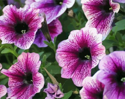 Petunia paint by number