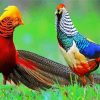 Pheasants paint by number