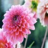 Pink Dahlia Flower paint by numbers