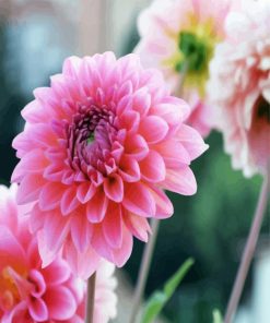 Pink Dahlia Flower paint by numbers