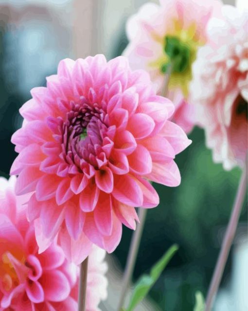 Pink Dahlia Flower paint by numbers