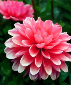 Pink Dahlia paint by numbers