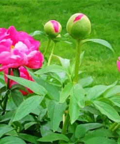 Pink Pivoines paint by numbers