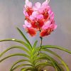 Pink Vanda paint by numbers