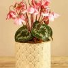 Pink Cyclamen Vase paint by number