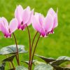 Pink Cyclamen Plants paint by number