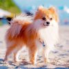 Pomeranian Puppy paint by numbers