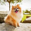 Puppy Pomeranian paint by number