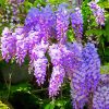 Purple Flowers Wisteria paint by number