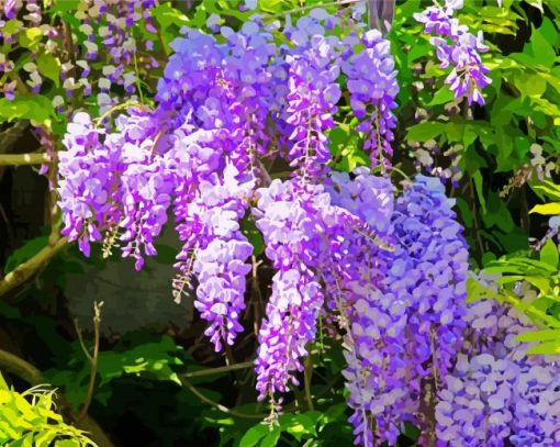 Purple Flowers Wisteria paint by number