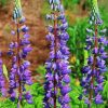 Purple Lupins paint by numbers