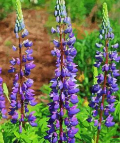 Purple Lupins paint by numbers