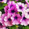 Purple Petunia Flowers paint by number