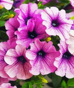 Purple Petunia Flowers paint by number