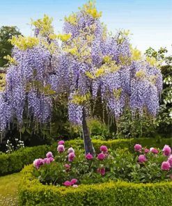 Purple Wisteria Tree paint by number