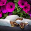 Python Snake And Petunia Flowers paint by number