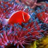 Red Fish Anemones paint by numbers