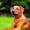 Rhodesian Ridgeback Dog paint by number