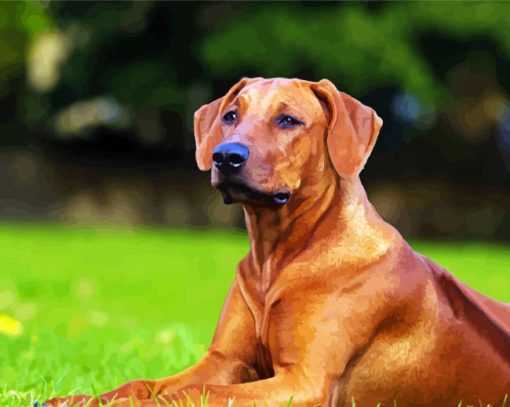 Rhodesian Ridgeback Dog paint by number