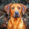 Rhodesian Ridgeback paint by number