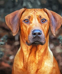 Rhodesian Ridgeback paint by number