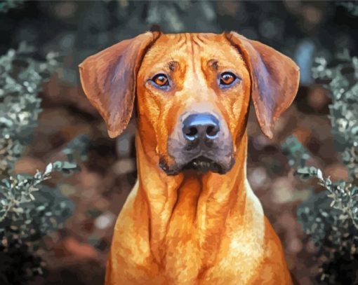 Rhodesian Ridgeback paint by number