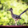 Roadrunner Bird Animal paint by numbers