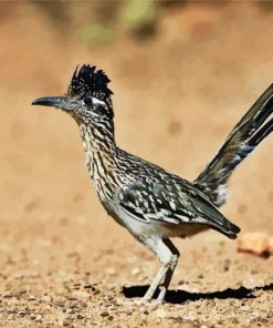 Road Runner Bird paint by number