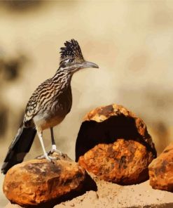 Roadrunner Bird paint by number