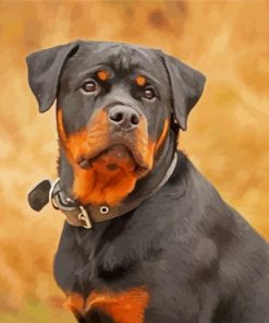 Rottweiler Dog Animal paint by numbers