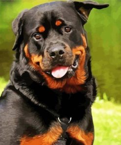 Rottweiler Dog Animal paint by numbers