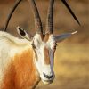 Saharian Oryx paint by numbers