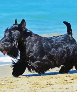 Scottish Terrier Dog paint by numbers