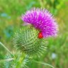 Scottish Thistle paint by number