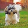 Shih Tzu Dog paint by number