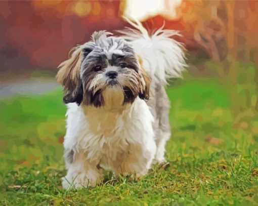 Shih Tzu Dog paint by number