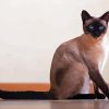 Siamese Cat paint by number