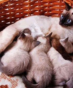 Siamese Cat With Kittens paint by numbers