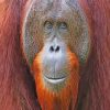 Smiling Orangutan paint by numbers